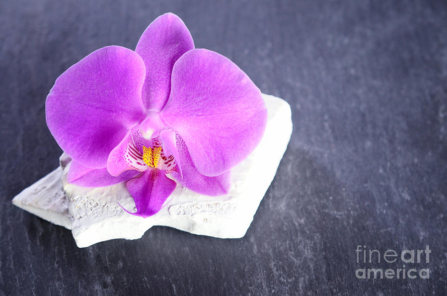 Pink Orchid And Driftwood On Black Slate Photograph