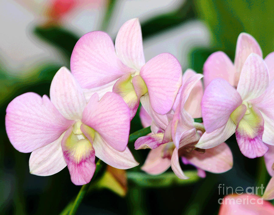 Pink Orchid Blossoms Photograph by Larry Oskin