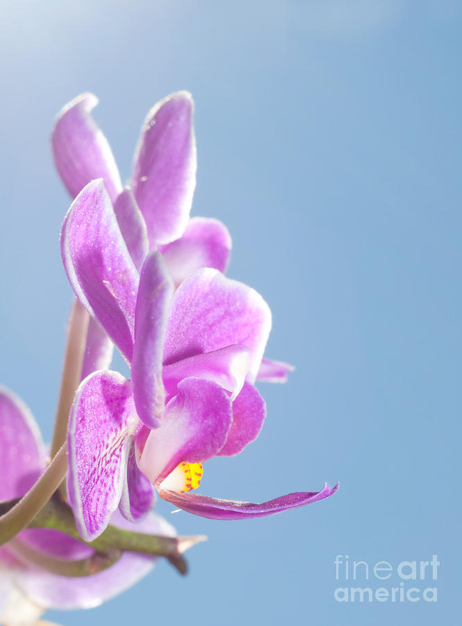 Pink Orchid Blue Sky Photograph by Sari ONeal