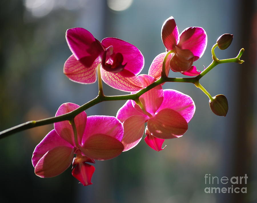 Pink Orchid Branch Photograph by Nancy Mueller