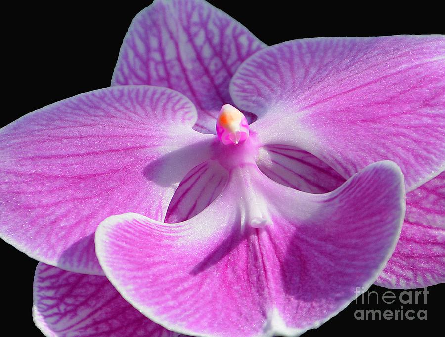 Pink Orchid Photograph by Cindy Manero