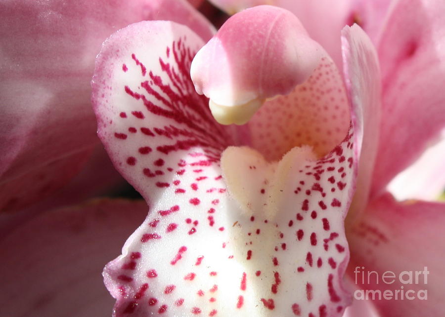Pink Orchid Closeup Photograph by Carol Groenen