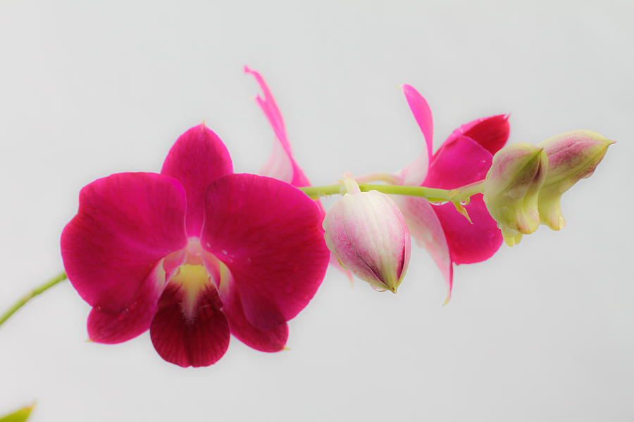 Orchid Photograph - Pink Orchid by Donald Chen Orchid Photograph - Pink Orchid by Donald Chen
