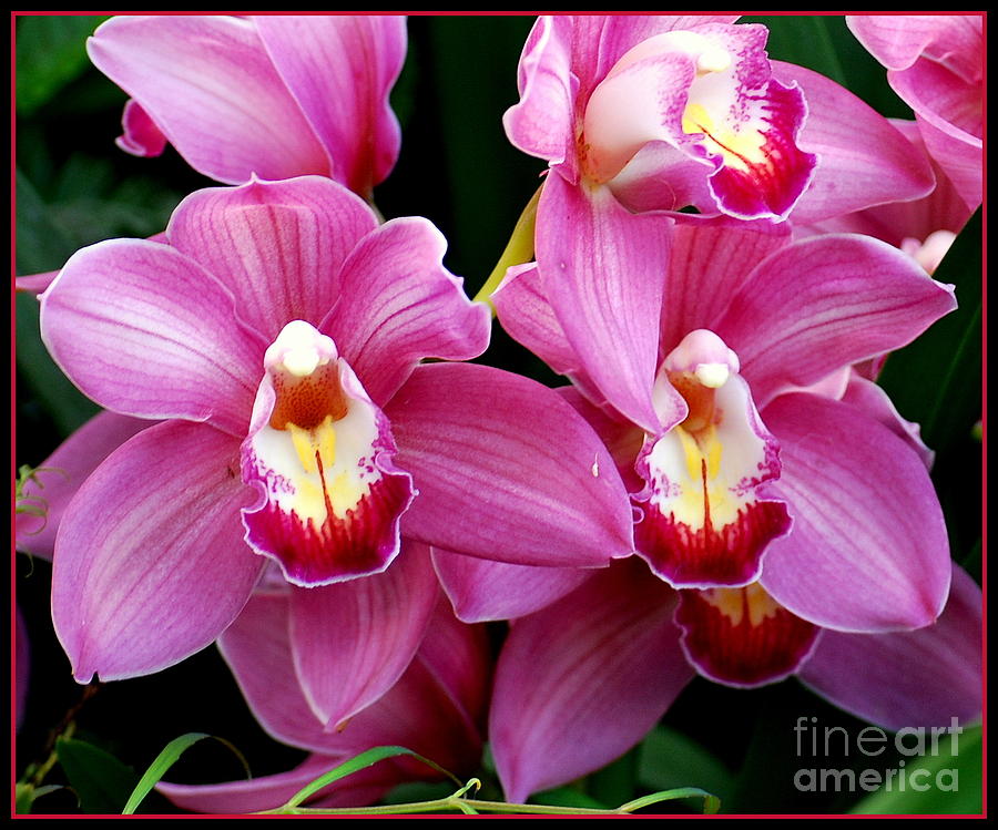 Pink Orchid Duo Photograph by Nancy Mueller