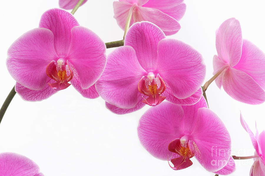 Pink orchid flowers in close-up Photograph by Rosemary Calvert - Fine ...