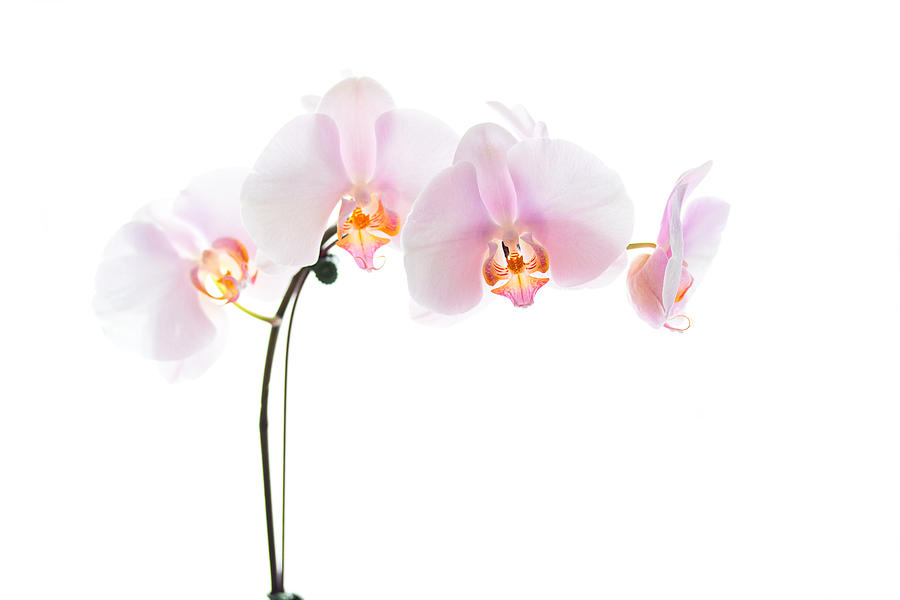 Pink Orchid Flowers Photograph