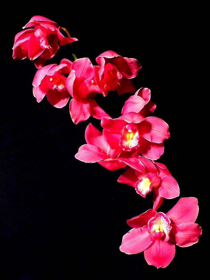Pink Orchid Photograph by Guy Pettingell