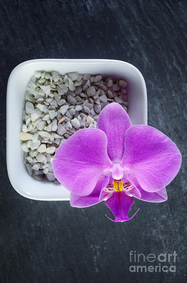 Pink Orchid In White Bowl On Black Slate Photograph