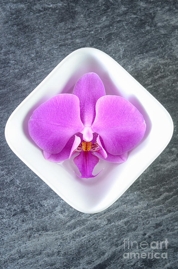 Pink Orchid In White Bowl Photograph