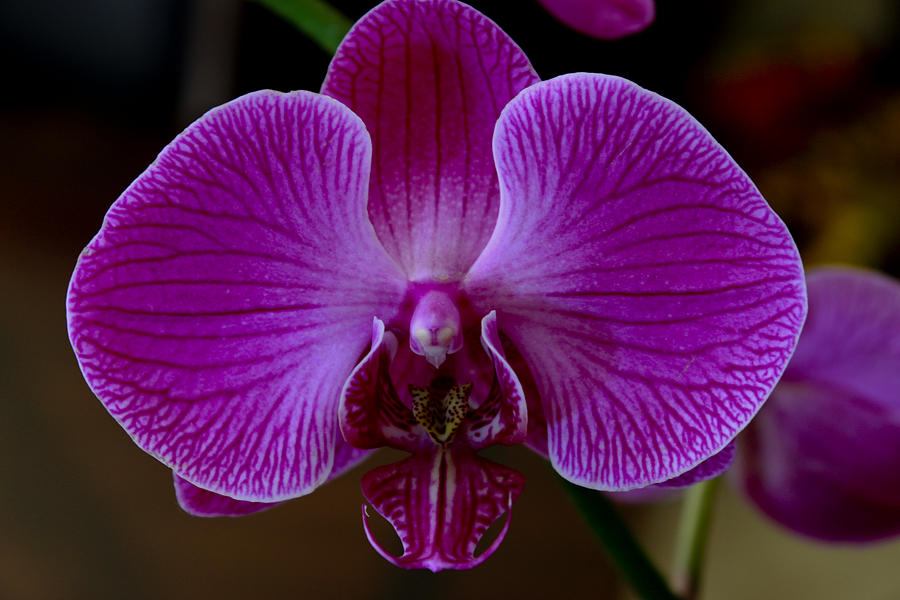 Pink Orchid Photograph by Ivete Basso Photography