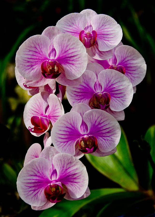 Pink Orchid Photograph by Jennifer Kano