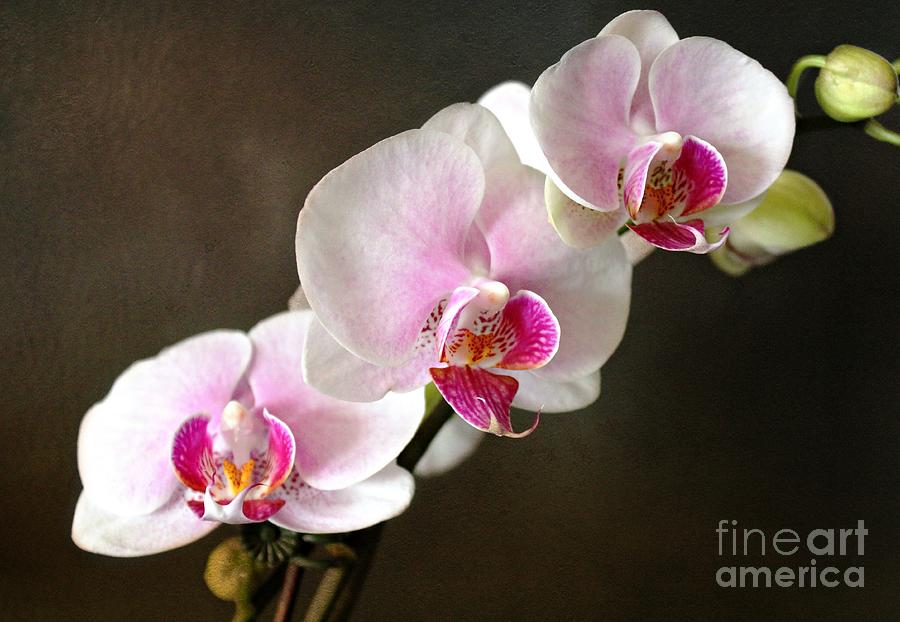 Pink Orchid Photograph by Judy Palkimas