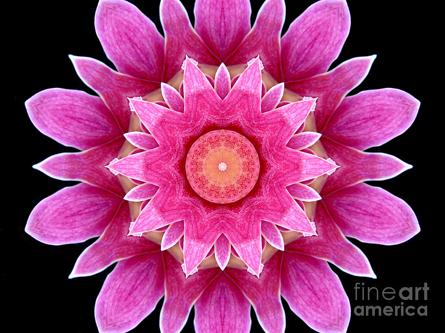 Pink Orchid Kaleidoscope 1 Photograph by Rose Santuci-Sofranko