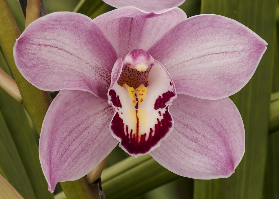 Pink Orchid Photograph by Lee Kirchhevel