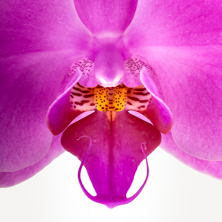 Pink Orchid Lip Photograph by Onyonet Photo studios