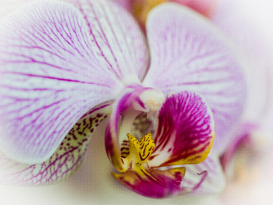Pink Orchid Photograph by Mark Llewellyn