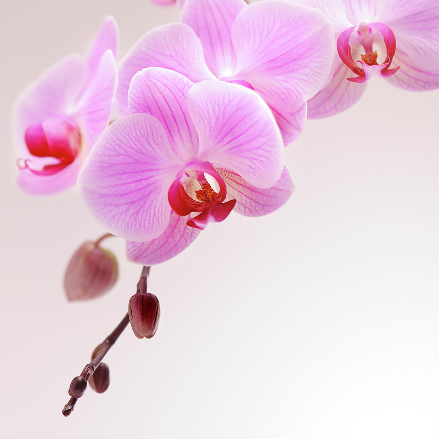 Pink Orchid Photograph by Moncherie