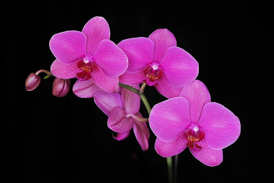 Pink Orchid on Black Photograph by David Lunde