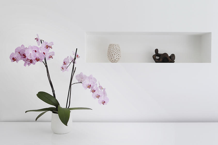 Pink orchid plant and ornaments in room Photograph by Image Source