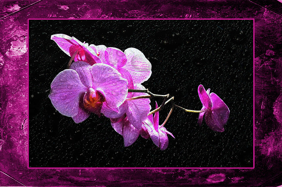 Pink Orchid Photograph by Randi Grace Nilsberg