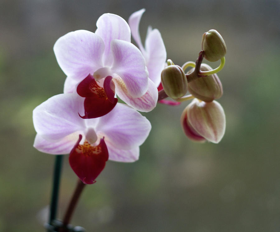 Pink Orchid Photograph by Sarahb Photography