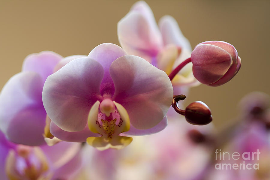 Pink Orchid Photograph by Teresa Zieba