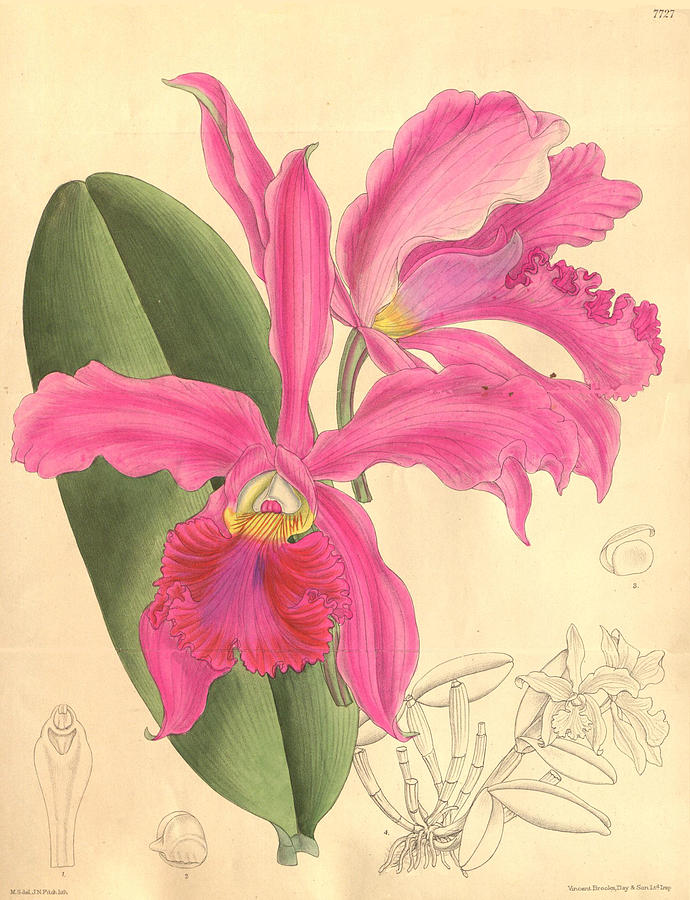 Pink Orchid Painting By Philip Ralley - Fine Art America