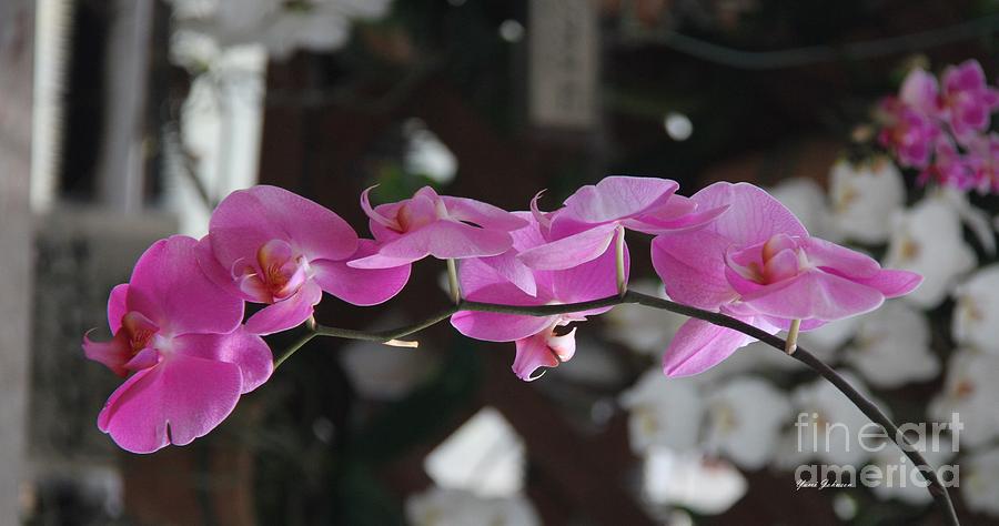 Pink Orchid  Photograph by Yumi Johnson