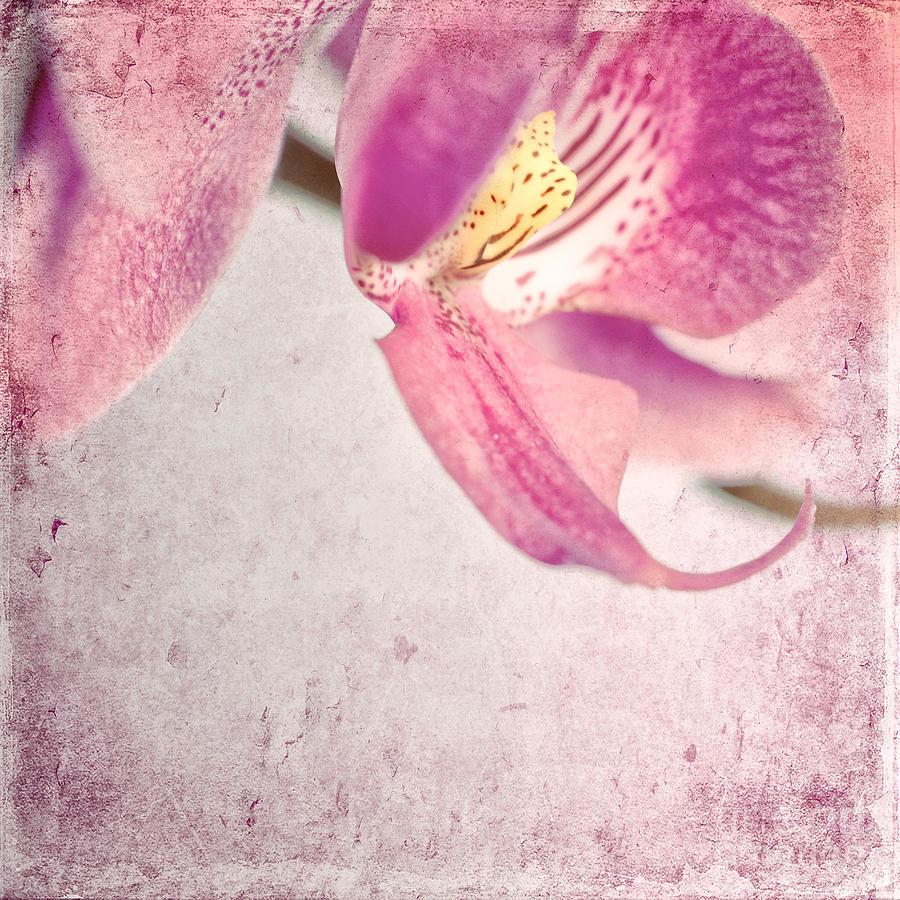 Pink Orchids 1 Photograph by Sabine Jacobs