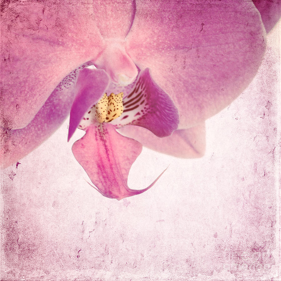 Pink Orchids 2 Photograph by Sabine Jacobs