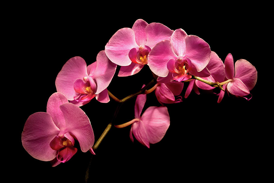Pink Orchids 3 Photograph by Onyonet Photo studios
