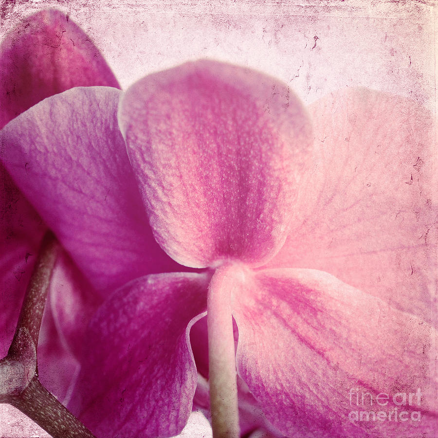 Nature Photograph - Pink Orchids 4 by Sabine Jacobs
