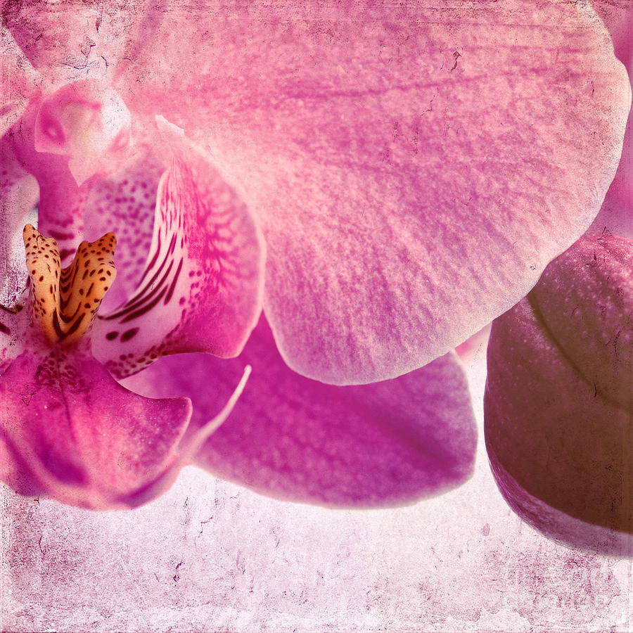 Pink Orchids 5 Photograph by Sabine Jacobs