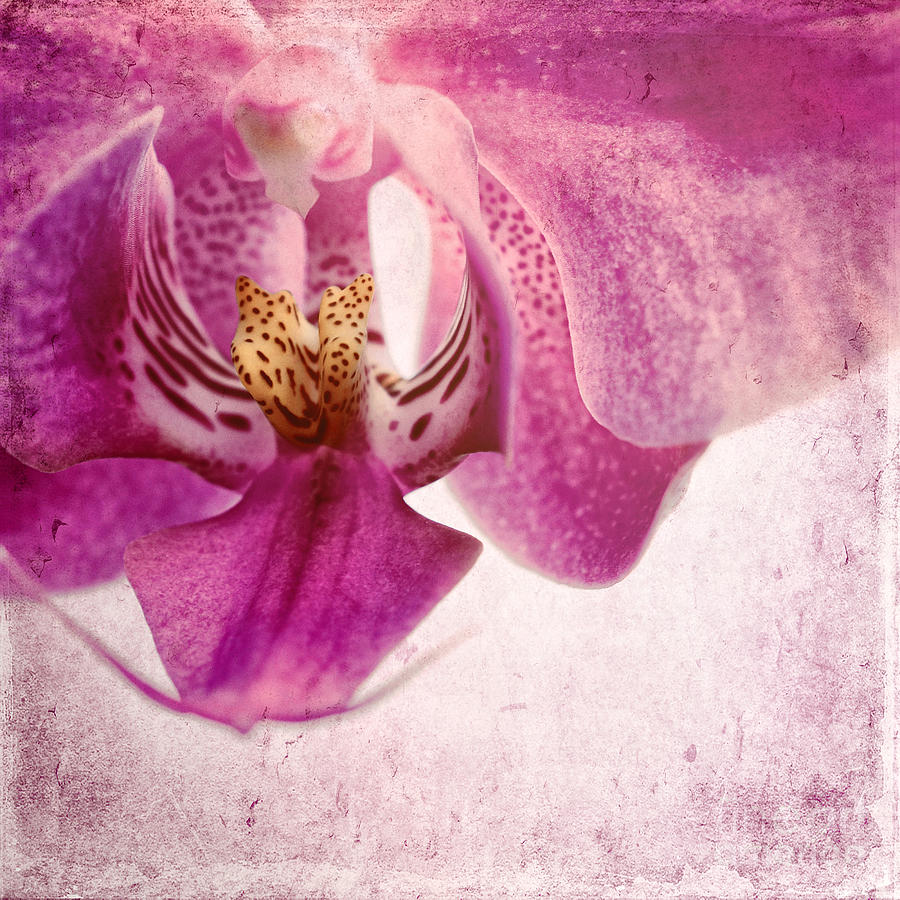 Nature Photograph - Pink Orchids 6 by Sabine Jacobs