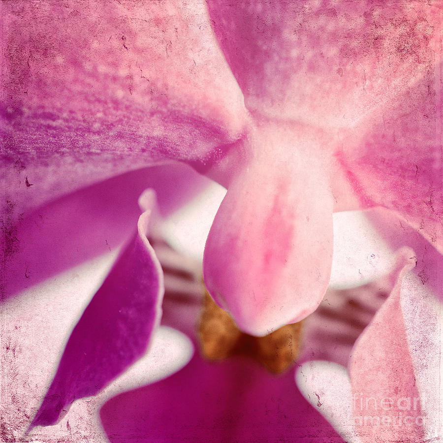 Pink Orchids 7 Photograph by Sabine Jacobs