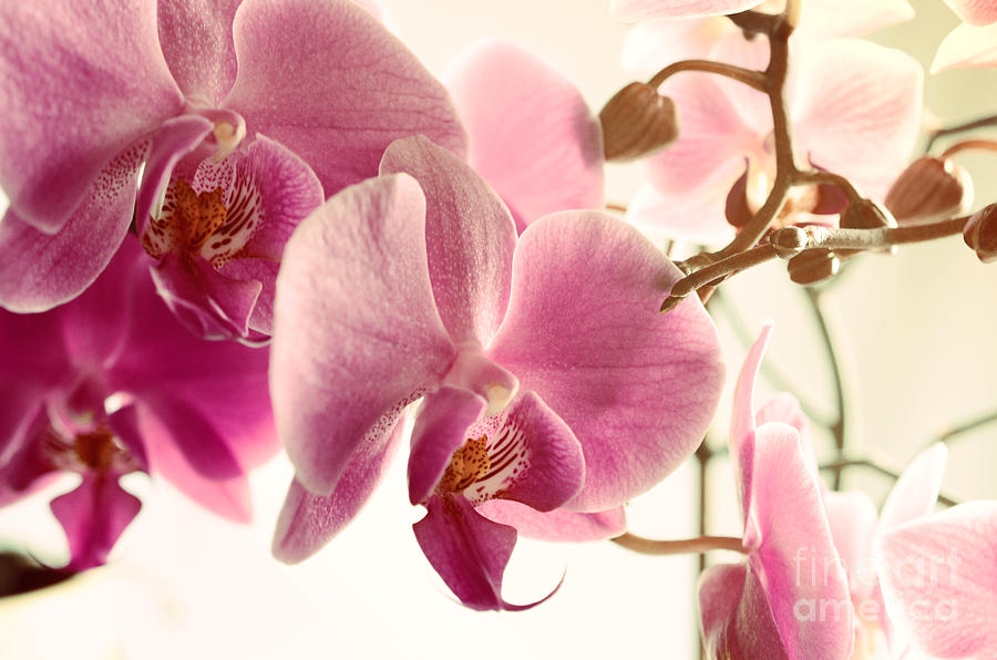 Nature Photograph - Pink Orchids and Warm Sunlight by Sabine Jacobs