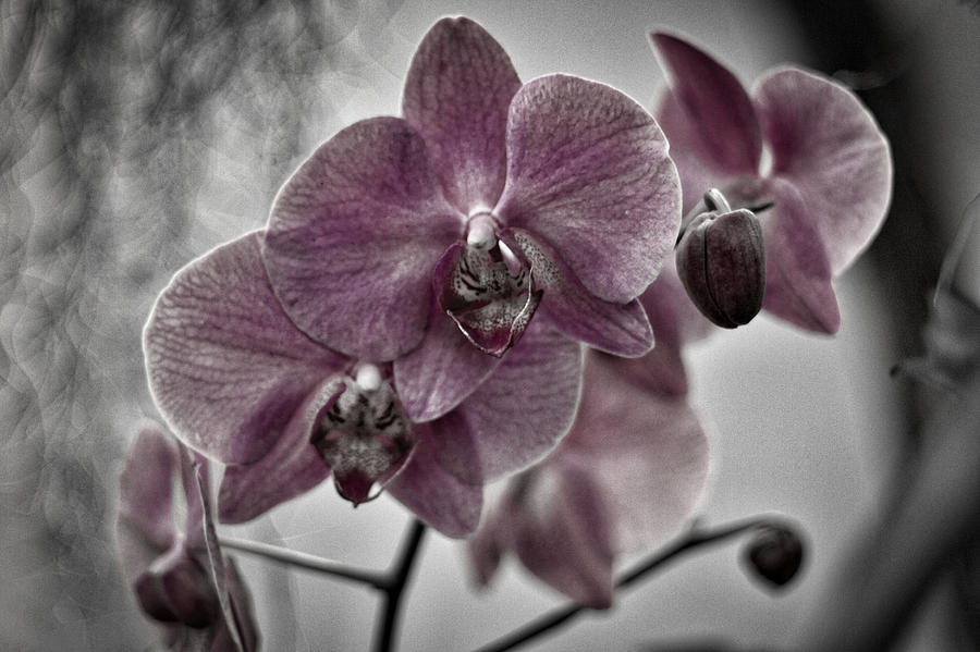 Pink Orchids - Black and White Photograph by Stuart Litoff