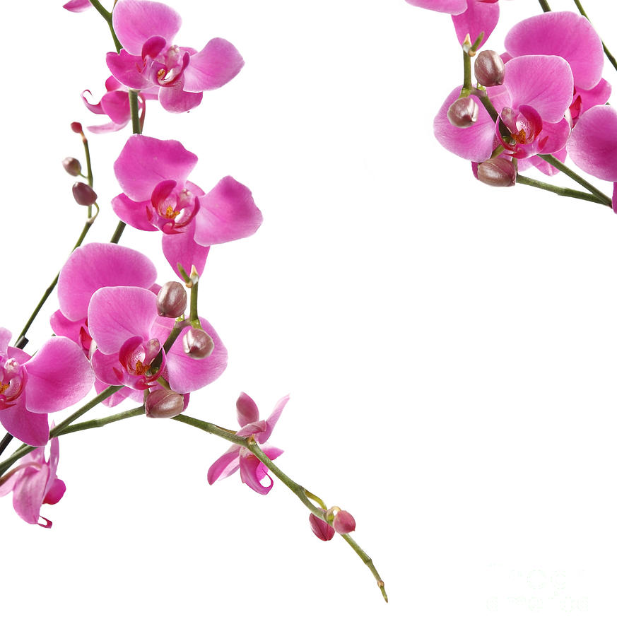 Pink Orchids Photograph by Boon Mee