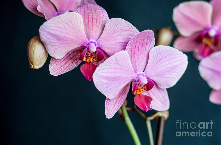 Pink Orchids Photograph by Cheryl Baxter