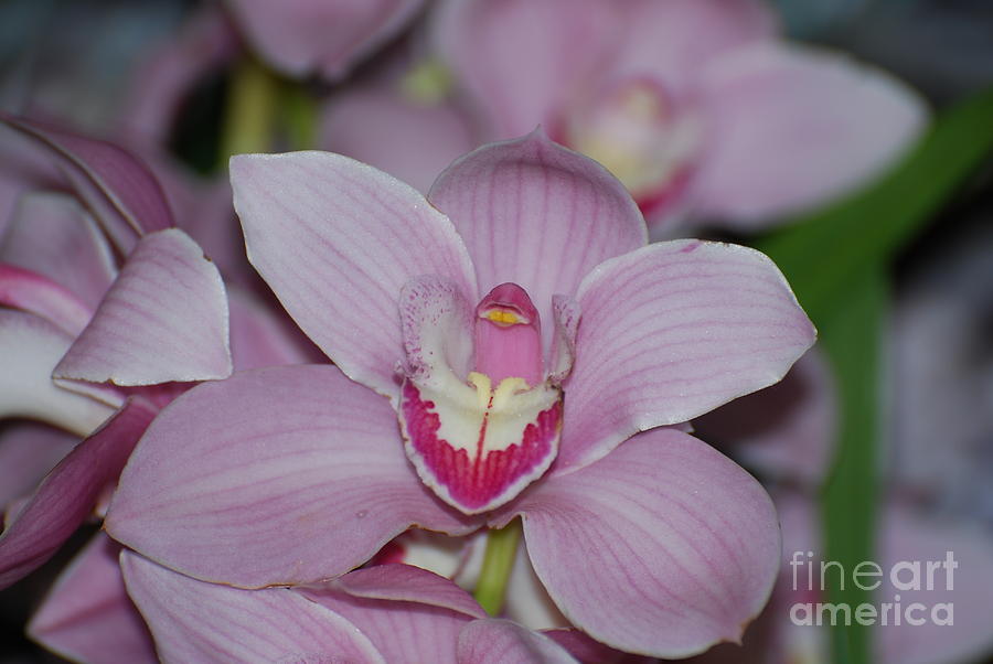 Pink Orchids Photograph by DejaVu Designs