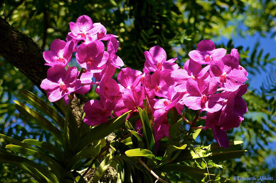 Nature Photograph - Pink Orchids by Elizabeth Abbott