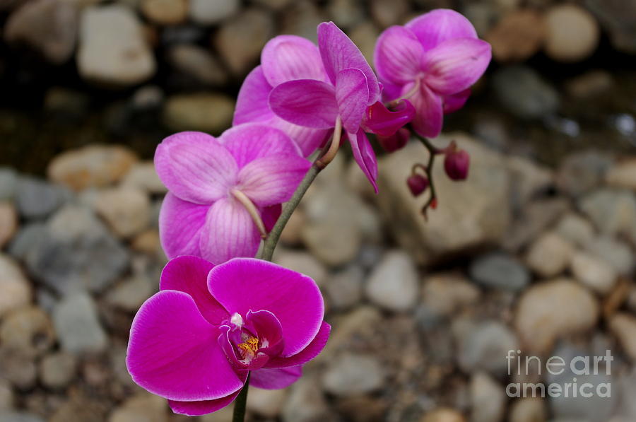 Pink Orchids Photograph