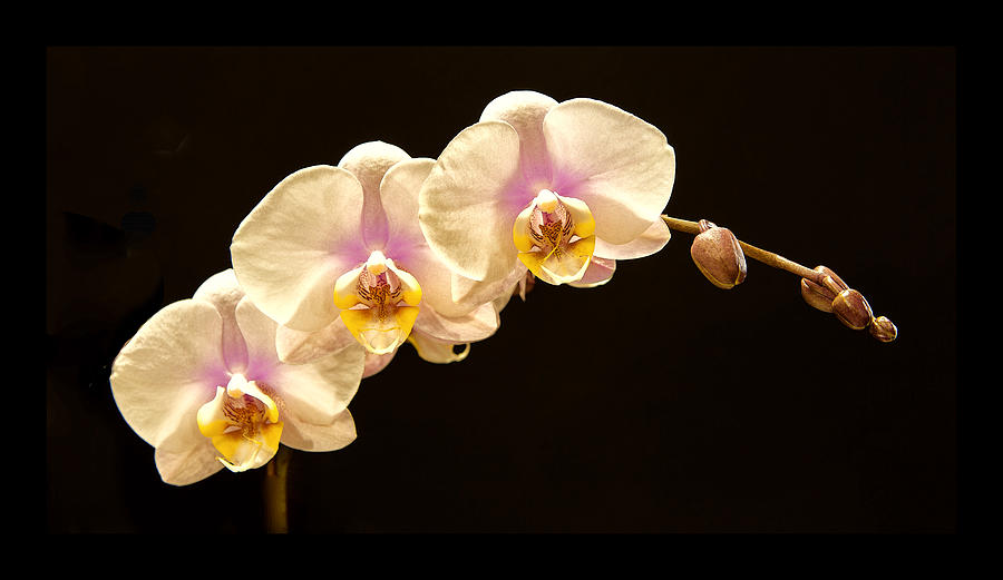 Pink orchids Photograph by Floyd Hopper