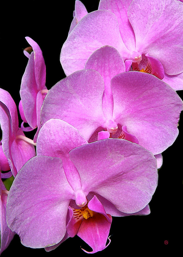 Pink Orchids Digital Art by Gary Olsen-Hasek
