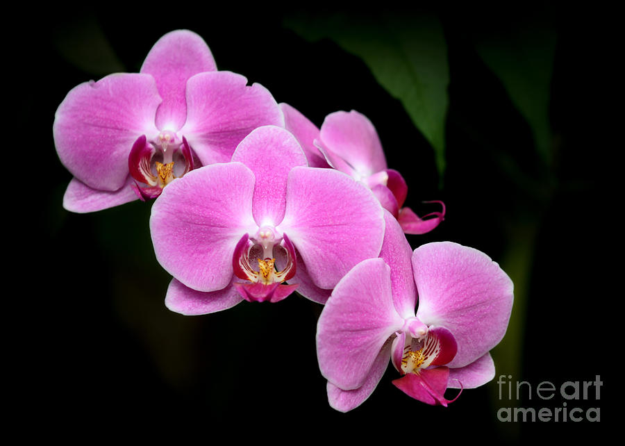 Pink Orchids in a Row Photograph by Sabrina L Ryan