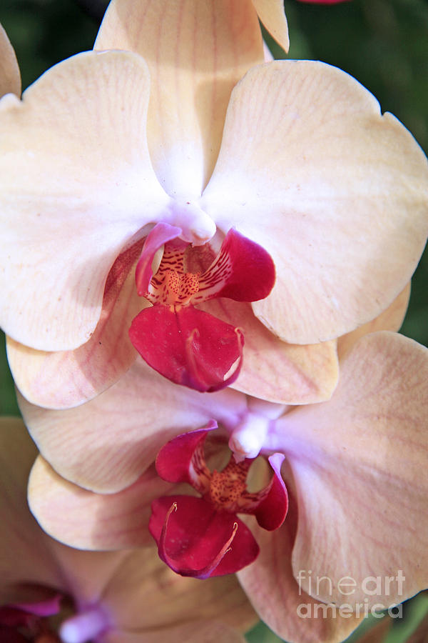 Orchid Photograph - Pink Orchids in garden by Lali Kacharava