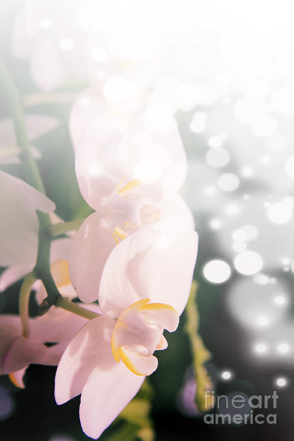 Orchid Photograph - Pink orchids in light by Lali Kacharava