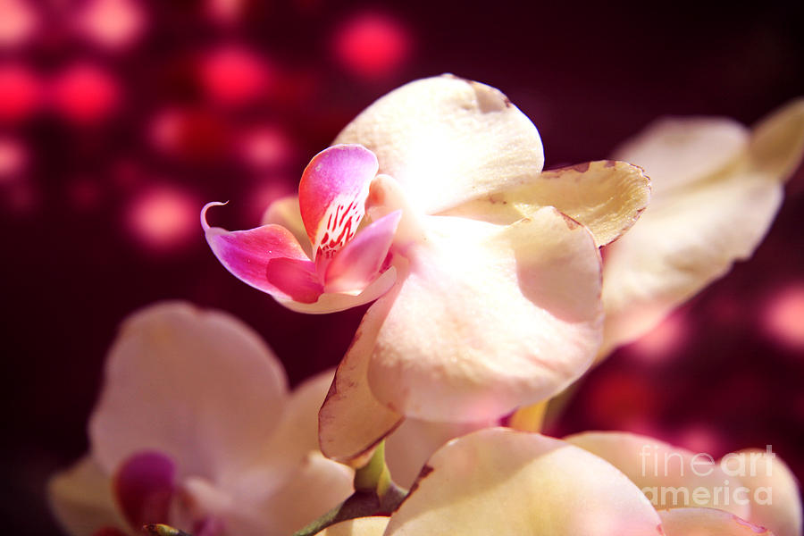 Orchid Photograph - Pink orchids in maroon light by Lali Kacharava