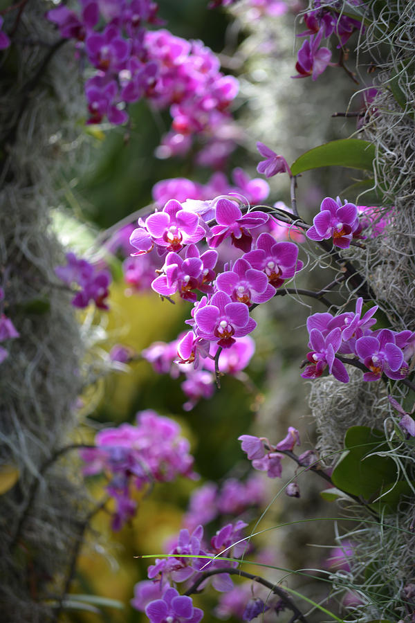 Pink Orchids in the Sun Photograph by Forest Floor Photography
