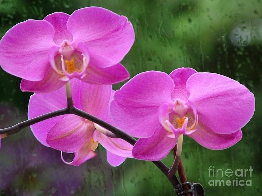 Pink Orchids In The Window Photograph